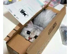 Коробка для кішки