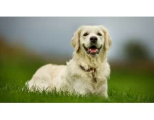 Цукровий діабет у собаки