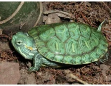 Как заботиться о любимой черепахе