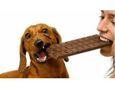 Шоколад собакам їсти не можна!