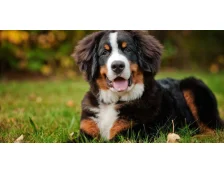 Бернський зенненхунд