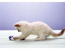 Туалет для кошки и собаки