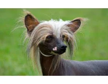 Безшерсті собаки