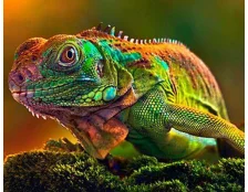 Тераріумістика як захоплення