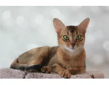 Абіссінська порода кішок
