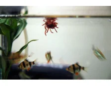 Как правильно кормить золотых рыбок