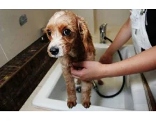 Как купать собак?