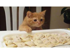 10 правил кормления кошек