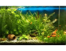 Как правильно установить и ухаживать за аквариумом