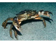 Утримання краба в акваріумі