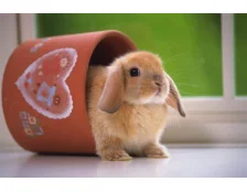 Декоративний кролик у будинку. Плюси і мінуси.