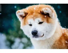 Як вивести блохи у тварин?