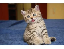 Як виховувати кошеня?