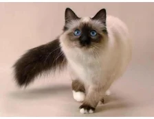 Догляд за кішками