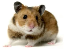 Догляд за хомʼяком