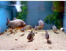 Незвичайні домашні тварини