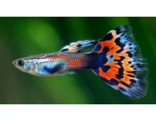 Перша рибка акваріуміста - початківця - гуппі