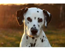 Далматін – собака-аристократ. Особливості характеру