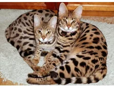 Кішка породи Саванна