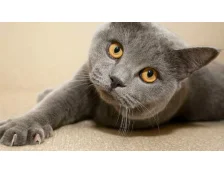 Догляд за кігтями кішки