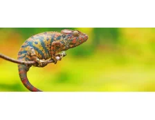 Догляд за хамелеоном у домашніх умовах