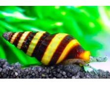 Равлик вбивця