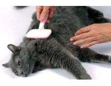 Линяння у кішок