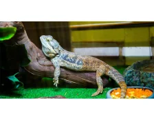 Ящірка вдома