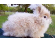 Грумінг для кролика