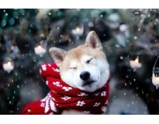 Зимова прогулянка із собакою