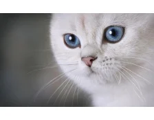 Кішка та запахи