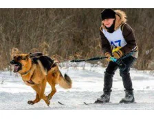 Спорт для собак