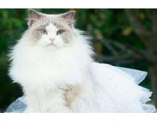 Тонкощі котячої фізіології