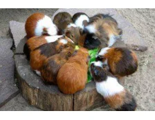 Зміст морських свинок