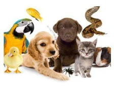 Бізнес-ідеї: Як створити свій інтернет-магазин зоотоварів