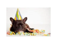 Які є свята для тварин і коли їх відзначати