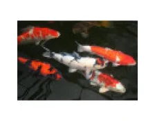 Особливості утримання Карпів Кої в акваріумі та ставку