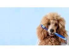 Як правильно чистити зуби собаці