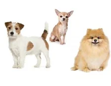 Кращі породи собак для квартири - ТОП 10.