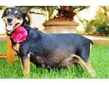 Тривалість вагітності у собак - Особливості та основні етапи