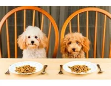 Кращі корми для собак - Актуальний рейтинг