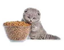 Рейтинг кращих кормів для котів - Огляд торгових марок