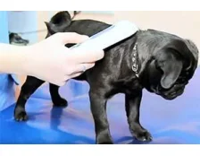 Чіпування собак в Україні - Навіщо потрібні чіпи для собак