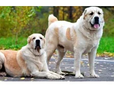 Собака породи алабай