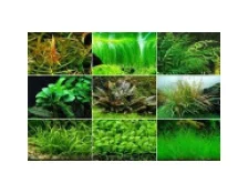 Як боротися з водоростями в акваріумі - Рекомендації експертів