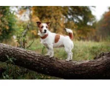 Особливості породи собаки Джек Рассел