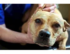 Вушний кліщ у собак