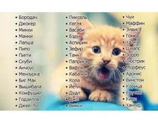Клички для котів хлопчиків
