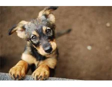 Клички для собак хлопчиків - Легкі та красиві