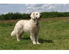 Найбільші породи собак у світі - ТОП-16